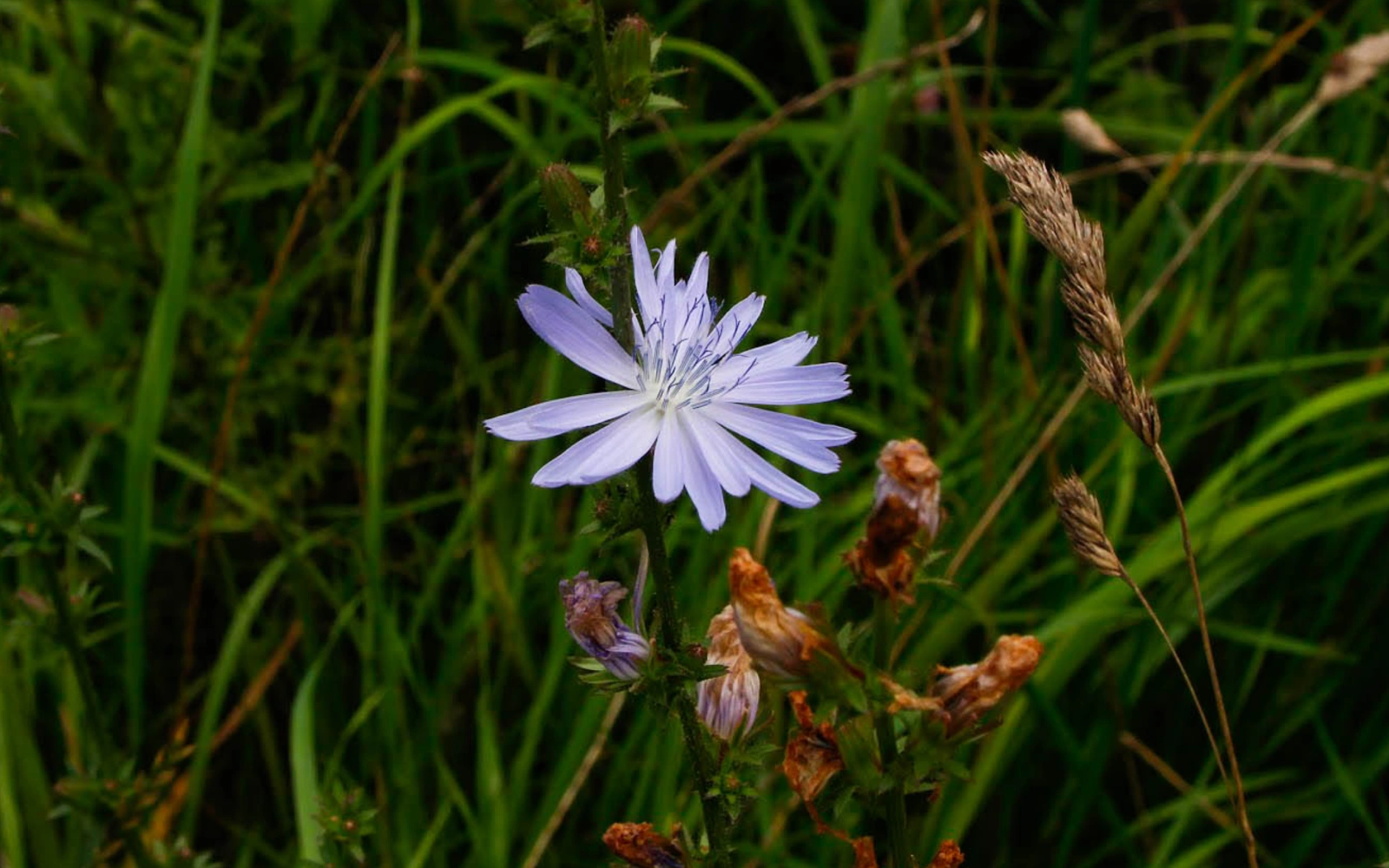 Foto af en blå blomst midt i grønt græs